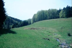 Bachlauf in einem Wiesengrund