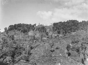 Baumvegetation : Baumvegetation an einem Berghang