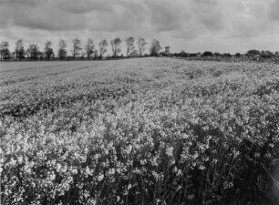 Leuchtendes Rapsfeld bei Hooksiel, Ostfriesland