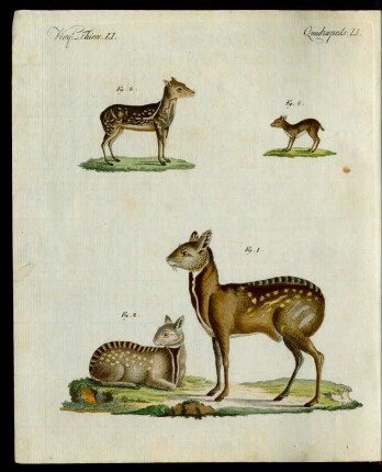 Moschus-Thiere.