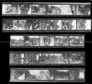Schwarz-Weiß-Negative mit Aufnahmen von weidenden Kühen im Hof der zerstörten Reichskanzlei