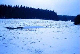 kleiner Teich in verschneiter Landschaft; Wald