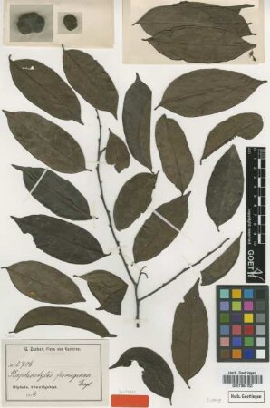 Rhaphiostylis ferruginea Engl. [syntype]