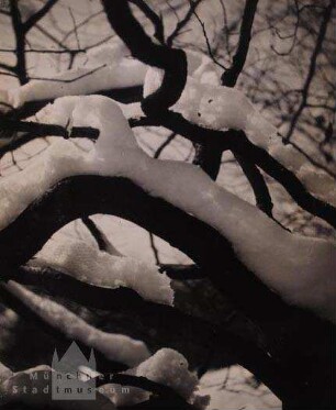 Schneebedeckte Äste