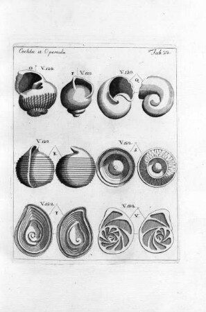 COCHLEAE et OPERCULA TAB. 22.