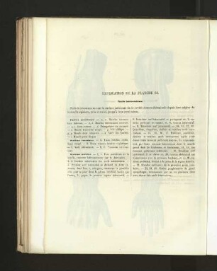 Pl. 51.
