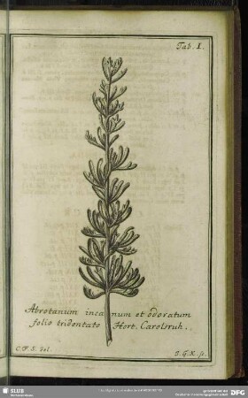 Tab. I. Abrotanum incanum et odoratum folio tridentati Hort. Carolsruh.