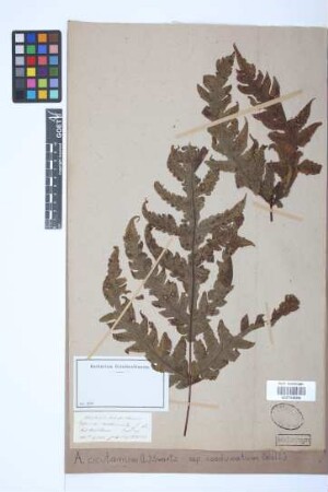 Aspidium cicutarium (L.) Sw.