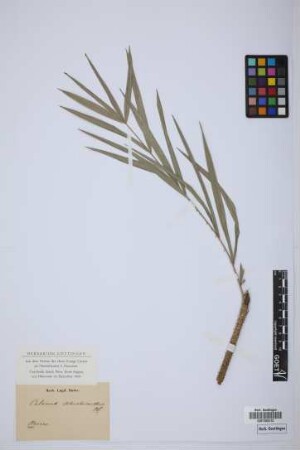 Calamus schistoacanthus Blume