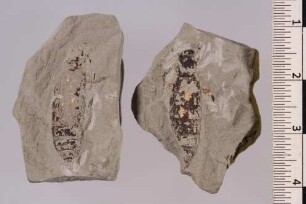 Bockkäfer (Cerambycidae)