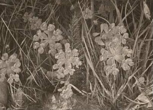 Sonnwend-Wolfsmilch (Euphorbia helioscopia)