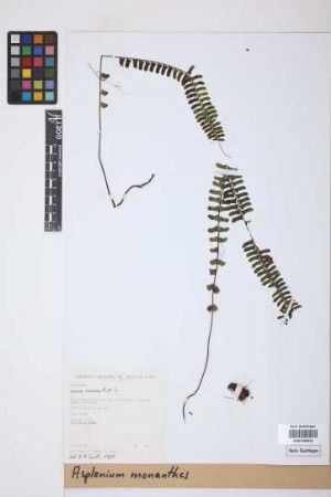 Asplenium monanthes