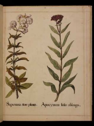 Saponaria flore pleno, Apocynum folio oblongo