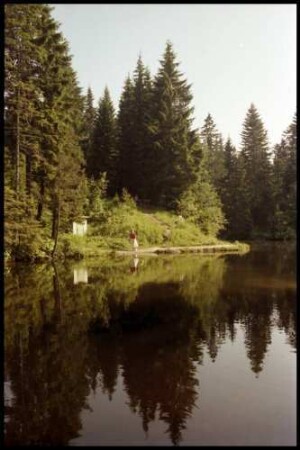 Bödele: Bödele Moorsee im Tannenwald