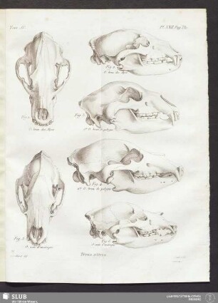 Pl. XXII. pag. 380