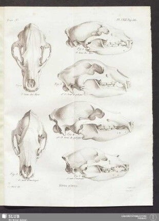 Pl. XXII. pag. 380