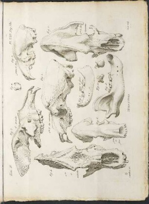 Pl. XXIV.
