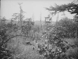 Maguntan Schlammvulkan. Vegetation am Rande : Ansicht mit Baumstumpf eines abgeholzten Baumes