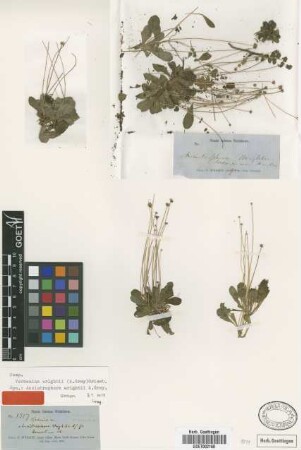 Ancistrophora wrightii A.Gray [type]