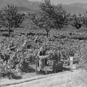 Landschaftsbild der bulgarischen Rhodopen. Weinlese um Peruschtiza