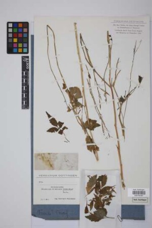 Brassicaceae