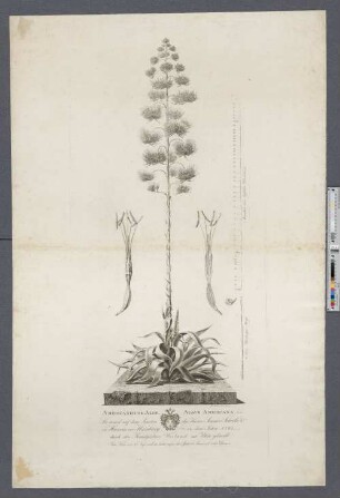 Americanische Aloe, Agave Americana
