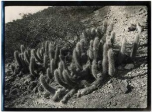 Kleiner gelbstacheliger Cereus, Cotagaita