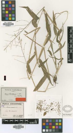 Panicum enneaneurum Griseb.