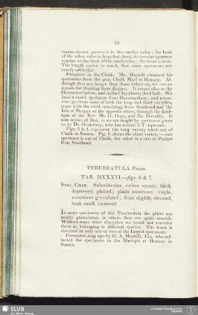 Terebratula Pisum. Tab. DXXXVI.—figs. 6 & 7
