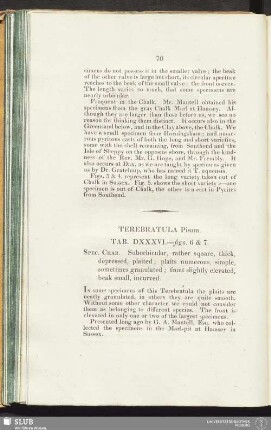 Terebratula Pisum. Tab. DXXXVI.—figs. 6 & 7
