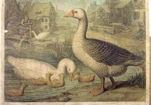 Gans
