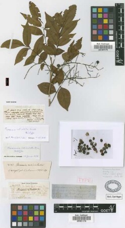 Picramnia reticulata Griseb.