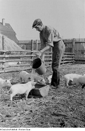 Bauer beim Füttern der Schweine