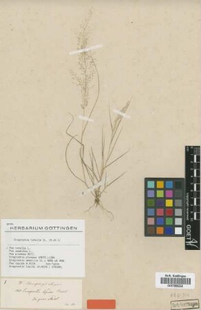 Eragrostis lepida (A.Rich.) Steud. [isotype]