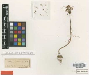 Allium stamineum Boiss. [type]
