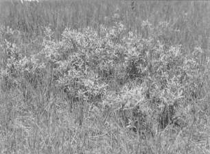 Lappland-Weide : Lappland-Weide (Salix lapponum Linnaeus)