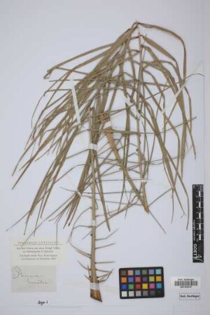 Phoenix humilis