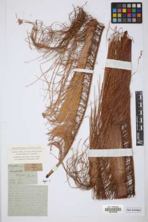 Colpothrinax wrightii Griseb. & H. Wendl. ex Voss[type]