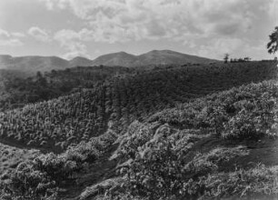 Landwirtschaftliche Anbaufläche : Vermutlich von den Europäern angelegte Anbauflächen in hügeliger Landschaft in Tansania