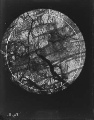 Makroskopische Aufnahme (Gauß-Expedition 1901-1903)