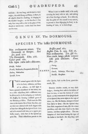 Genus XV. The Dormouse