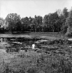 Haus Lichtensee: Propstei Stormarn: evangelisches Zentrum mit Altersheim und Jugendheim: Park: vorn verschlammter Teich mit Schwan