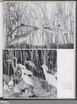 Die ungemein lebendige "Schau der Naturgeschichte Vorarlbergs" wird in einem modernen Museum zu Dornbirn gezeigt