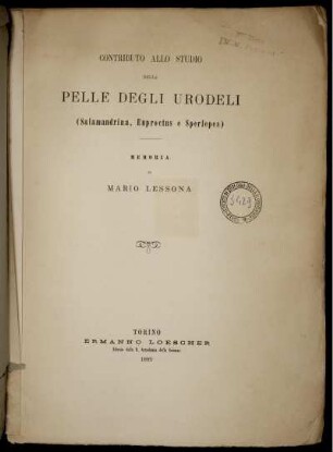 Contributo Allo Studio Della Pelle Degli Urodeli : (Salamandrina, Euproctus e Sperlepes) ; Memoria