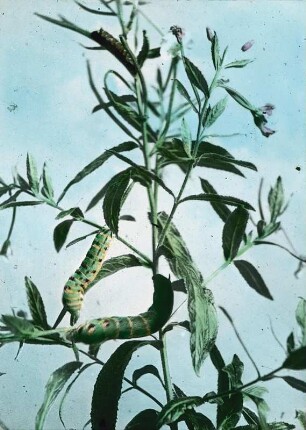 Insekten. Schwärmer (Sphingidae). Raupen des Weinschwärmers