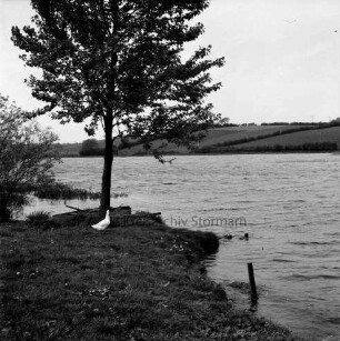 Moorteich mit Wassergeflügel: links Baum: darunter Gans: dahinter Ruderboot: hinten Knicklandschaft