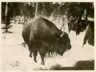 Wisent : Bialowieza, Wisent (Bison bonasus) im Wald