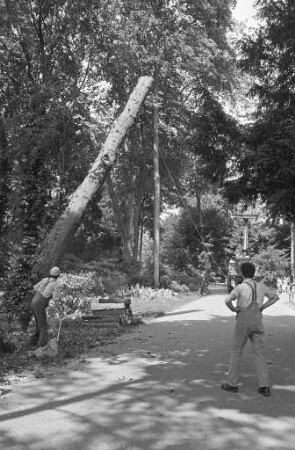 Fällung eines morschen Spitzahornbaumes im Botanischen Garten