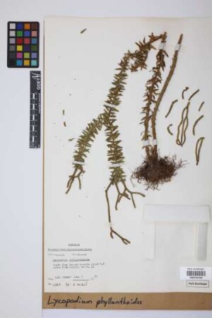 Phlegmariurus phyllanthus (Hook. & Arn.) Dixit