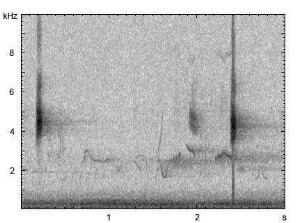 Goldammer | Emberiza citrinella - Ruf